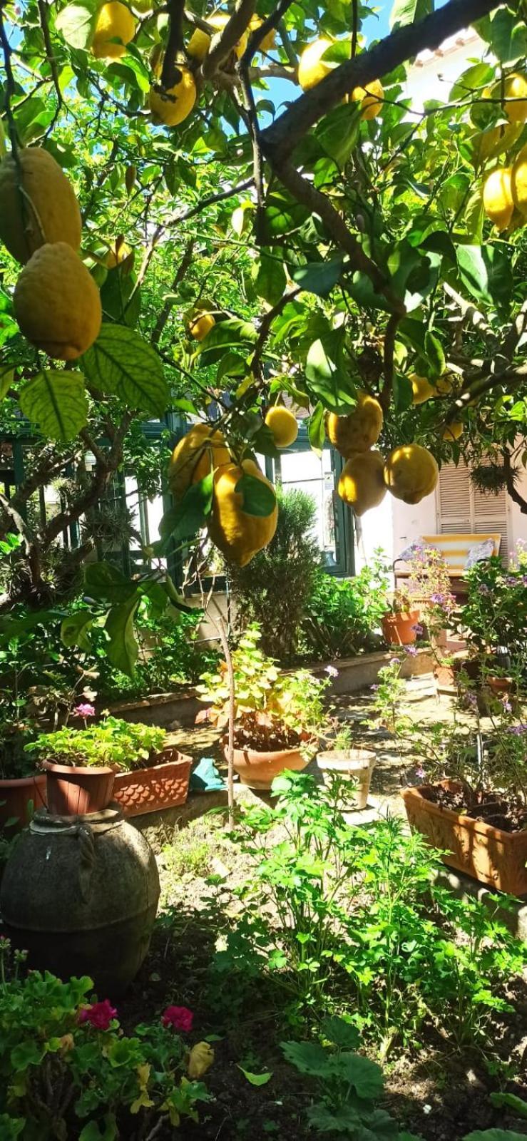 Villa Dei Fiori B&B กาปรี ภายนอก รูปภาพ